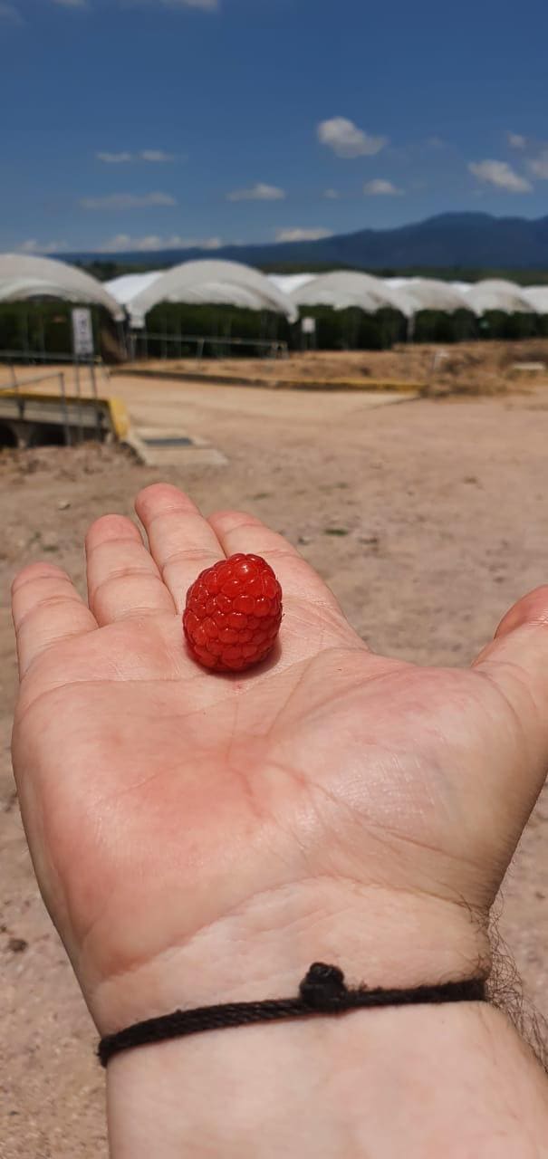 Mano sosteniendo una frambuesa, con macrotúneles y cerros al fondo